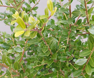 Ilex crenata 'Luxus'