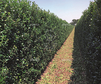Ilex meserveae 'Heckenpracht'