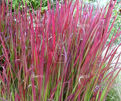 Imperata cylindrica 'Red Baron'