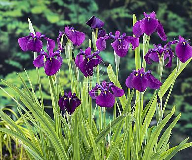 Iris kaempferi