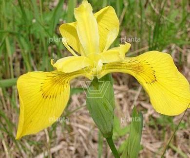 Iris pseudacorus
