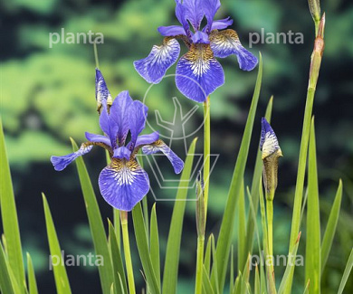 Iris sibirica