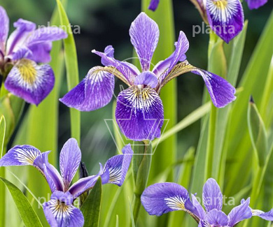 Iris versicolor