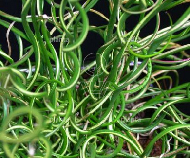 Juncus effusus 'Spiralis'