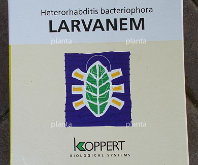 Koppert Larvanem