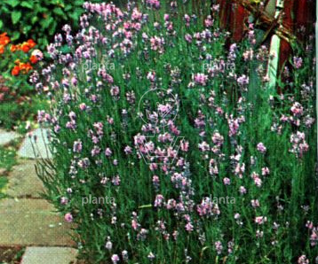Lavandula ang. 'Rosea'