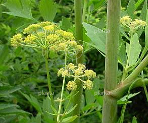 Levisticum officinale
