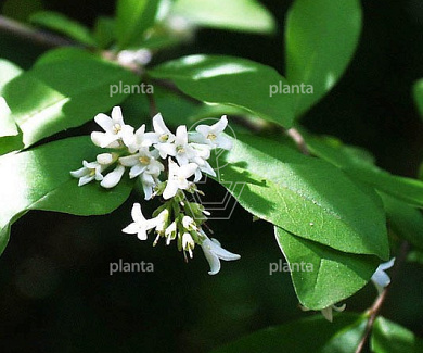 Ligustrum vulgare