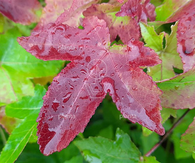 Liquidambar s. 'Gum Ball'
