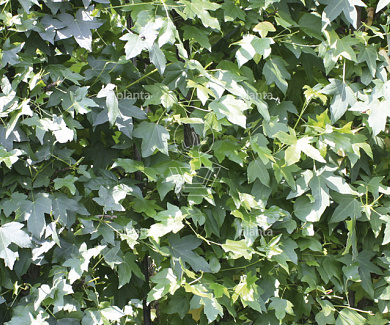 leiboom, stam 60 cm hoog, rek (BxH) 100 x 200 cm