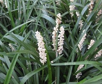 Liriope muscari 'Monroe White'