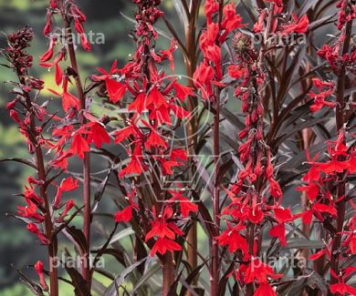 Lobelia cardinalis