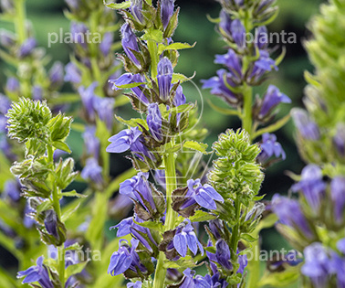 Lobelia siphilitica