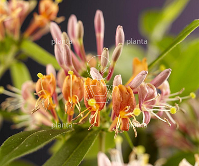 Lonicera henryi