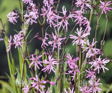 Lychnis flos-cuculi
