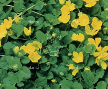 Lysimachia nummularia