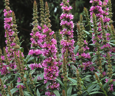 Lythrum salicaria