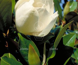 Magnolia grandiflora 'Galissonnière'