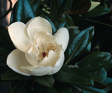 Magnolia grandiflora 'Goliath'