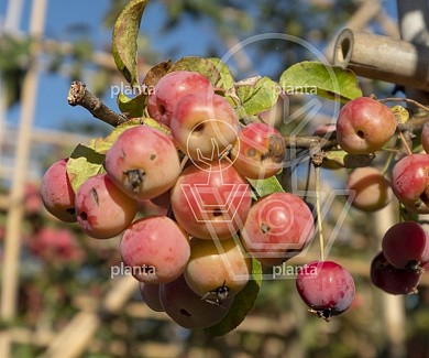 Malus 'Red Sentinel'