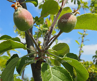 u-vormige lage leiboom, 175 tot 200 cm hoog, in pot