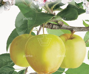 u-vormige lage leiboom, 175 tot 200 cm hoog, in pot