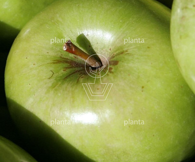 Malus domestica 'Granny Smith'