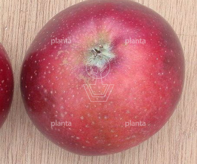 Malus domestica 'Sterappel'