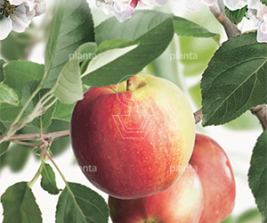 Malus domestica 'James Grieve'