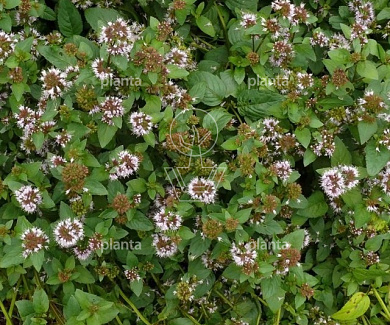 Mentha aquatica