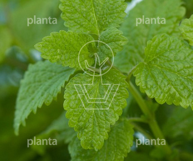 Mentha spicata