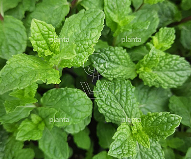 Mentha spicata 'Moroccan Mint'