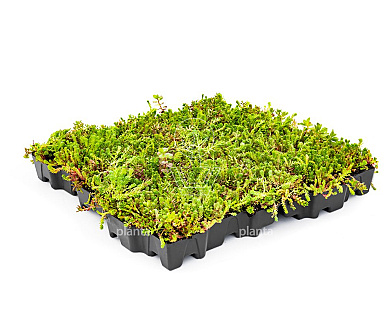 MobiRoof ECO Sedumcassette