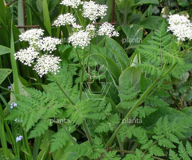 Myrrhis odorata