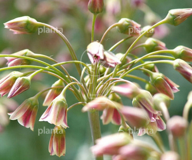 Allium Nectaroscordum siculum