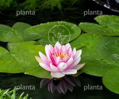 Nymphaea 'Attraction'