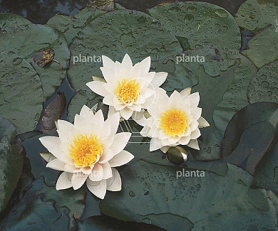 Nymphaea 'Pygmaea Alba'