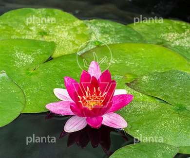 Nymphaea 'Pygmaea Rubra'