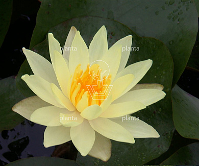 Nymphaea 'Sulphurea'