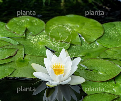 Nymphaea alba