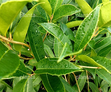 Osmanthus armatus