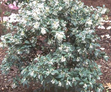 Osmanthus burkwoodii