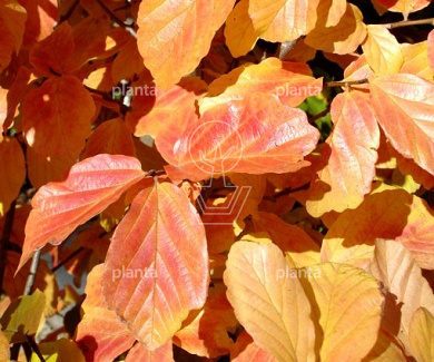 Parrotia persica