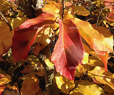 Parrotia persica 'Vanessa'