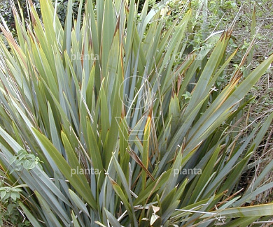 Phormium tenax