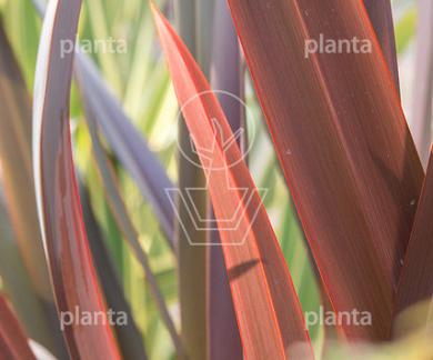 Phormium tenax 'Purpureum'