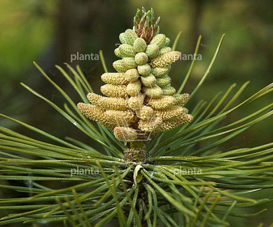 Pinus nigra nigra