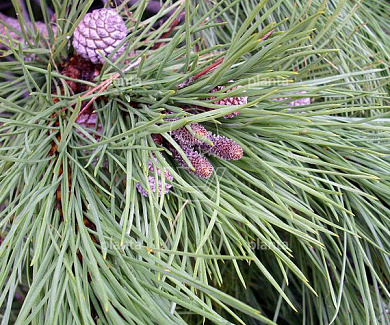 Pinus pinea