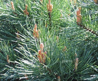 Pinus sylvestris