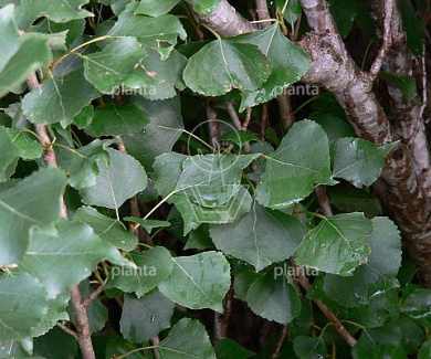 Populus nigra 'Italica'